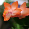 Schlumbergera