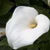 Zantedschia