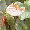 anthurium_andraeanum