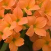 kalanchoe