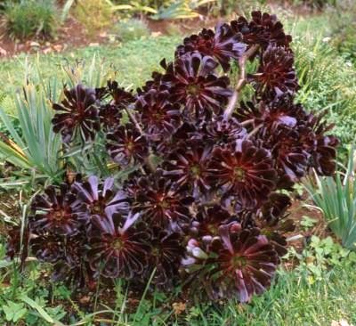 Aeonium_arboreum_v_atropurpureum
