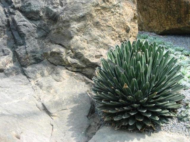 Agave_Viktoria