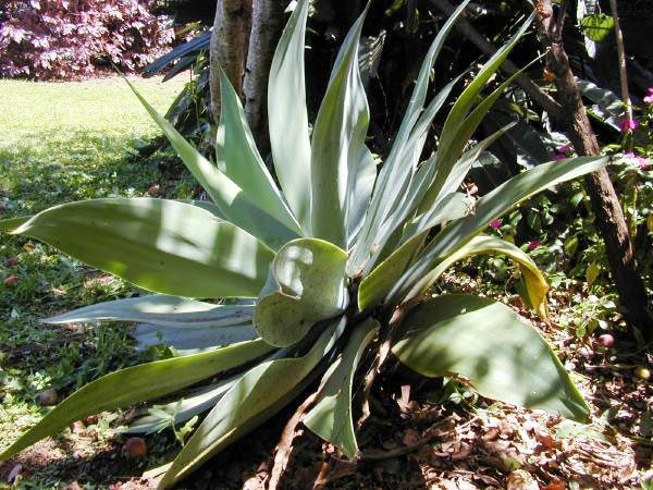 Agave_attenuata