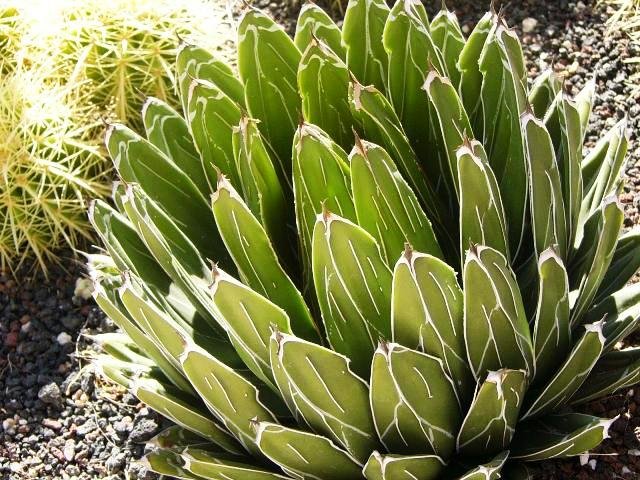 Agave_viktoria_reginae