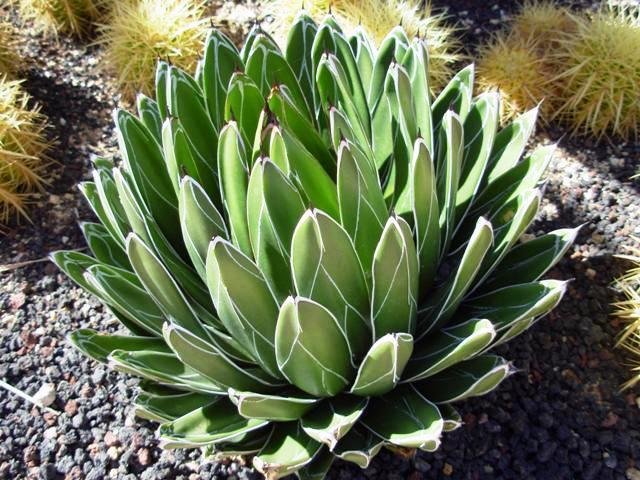 Agave_viktoria_reginae_1