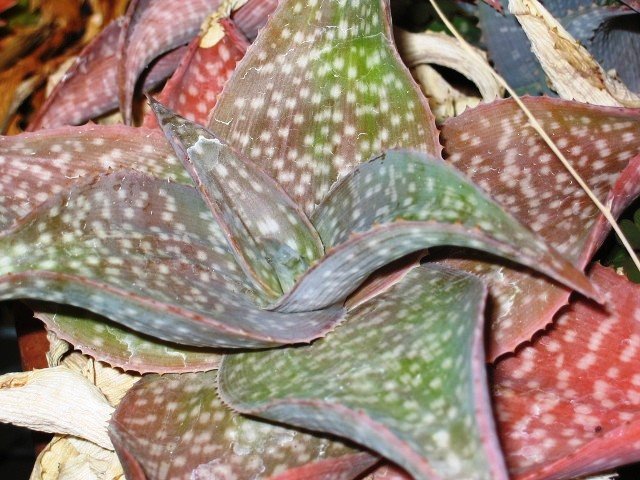 Aloe