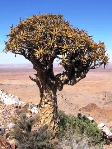 Aloe_dichotoma