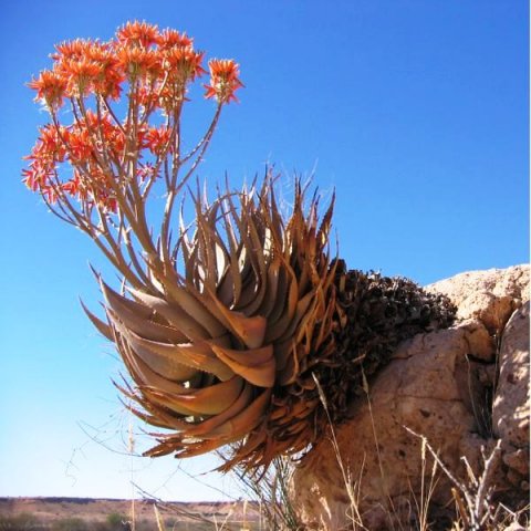 Aloe_hereroensis