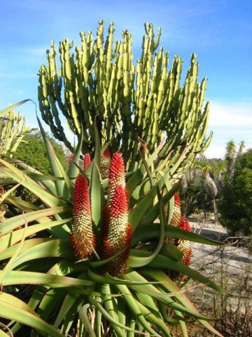 Aloe_ve_Euphorbia