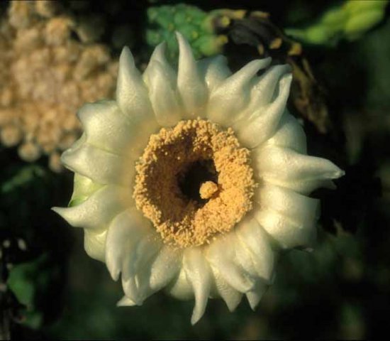 Carnegiea_gigantea_1