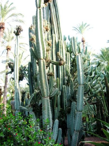 Cereus_peruvians