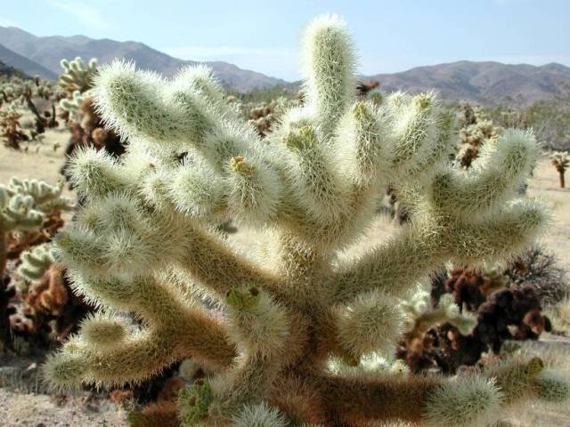Cholla_1