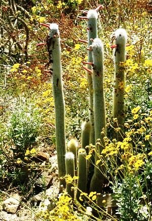 Cleistocactus_strausii