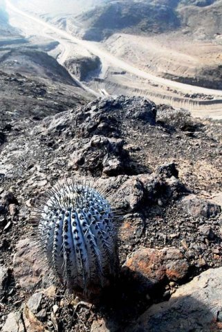 Copiapoa_cinerea