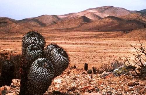 Copiapoa_cinerea_1
