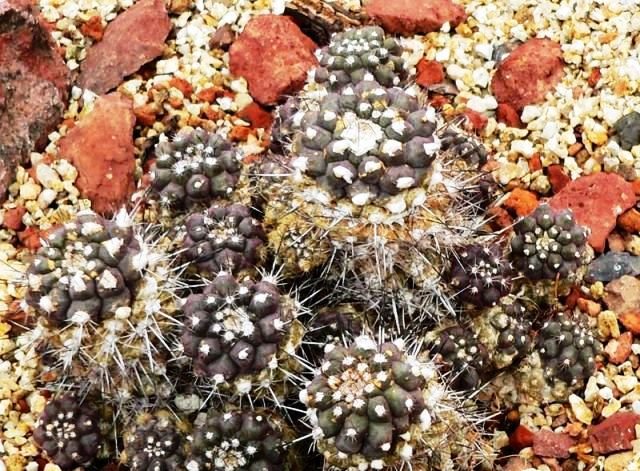 Copiapoa_humilis