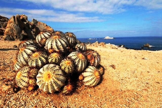 Copiapoa_longistaminea