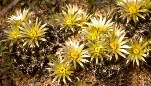 Coryphantha_missouriensis