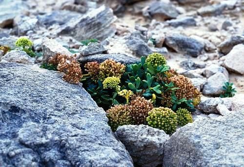 Crithmum_maritimum