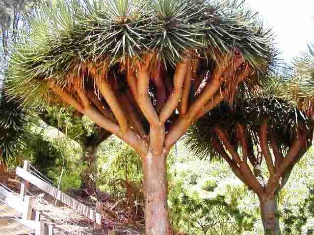 Dragon_tree