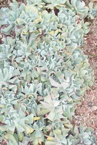 Echevaria