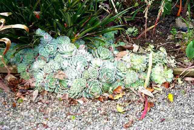 Echevaria_1