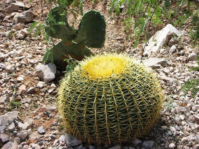 Echinocactus_grussonii_1