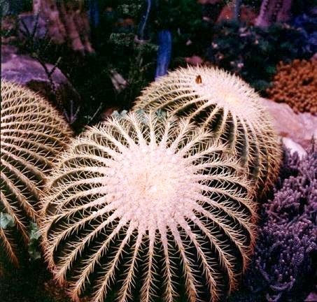 Echinocactus_grussonii_2