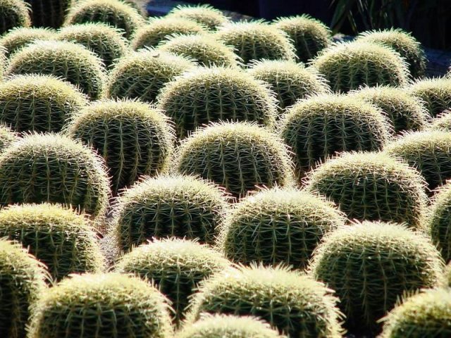 Echinocactus_grussonii_7