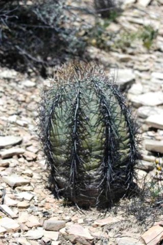Echinocactus_horizonthalonius_1