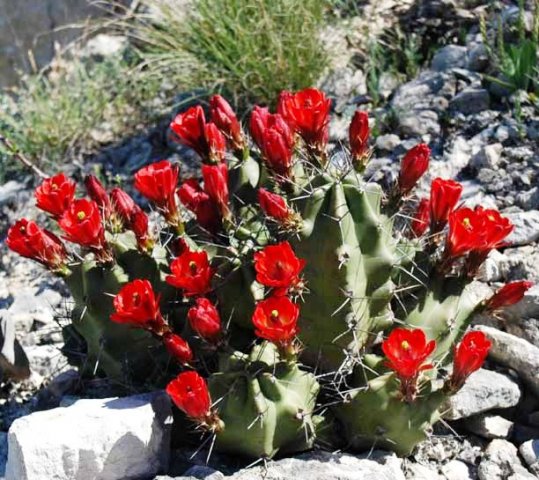 Echinocereus_coccineus