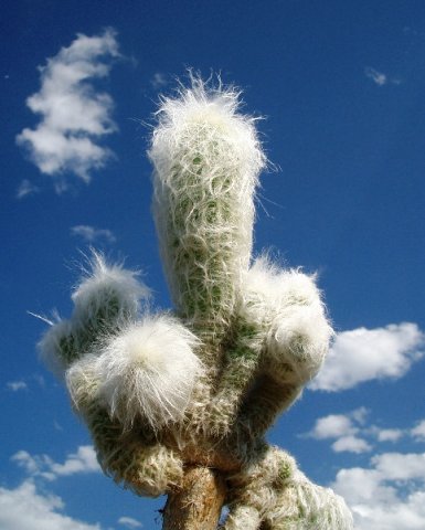 Espostoa_huahuacensis_f._cristata