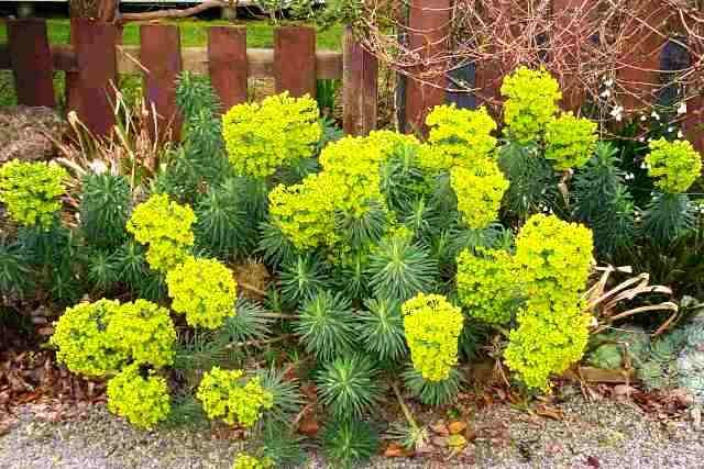Euphorbia