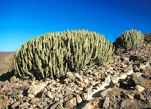 Euphorbia_canariensis