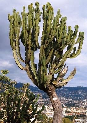Euphorbia_ingens