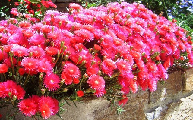 Lampranthus_spectabilis