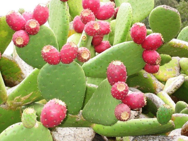 Opuntia