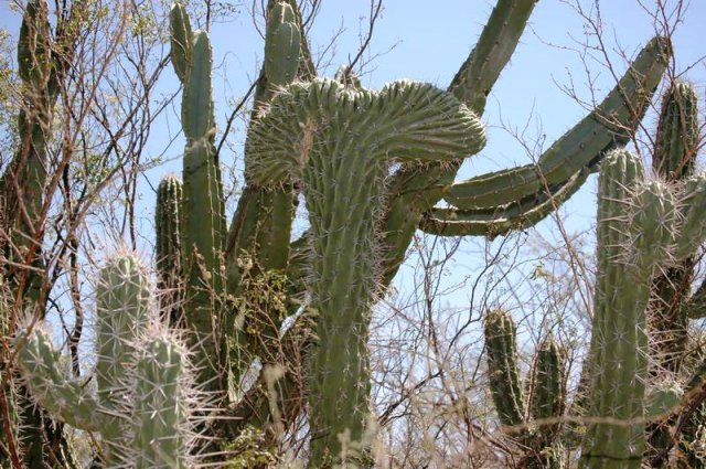 Stetsonia_coryne_cristata