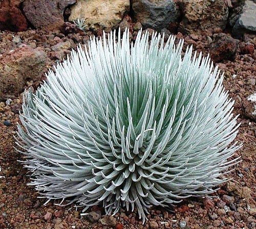 agave