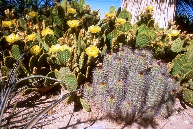 cacti