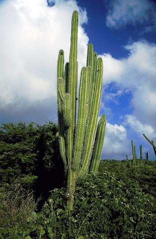 cactus