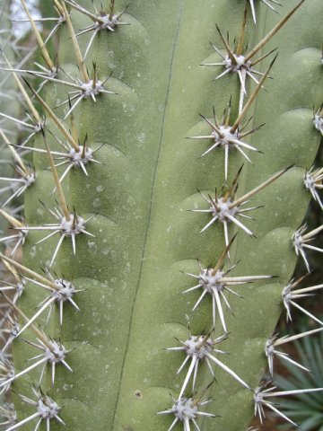 cactus_2