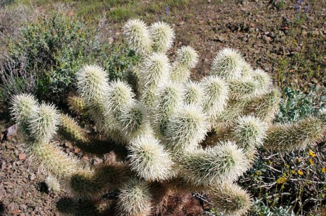 cholla_2