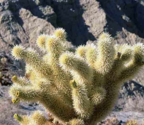 cholla_3