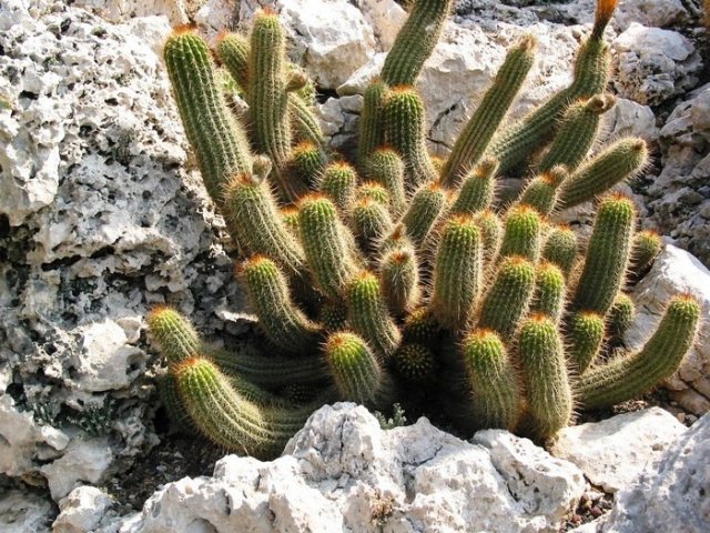 echinopsis