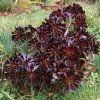 Aeonium_arboreum_v_atropurpureum