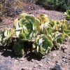Aeonium_canariense