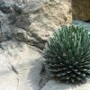 Agave_Viktoria