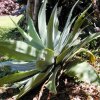 Agave_attenuata