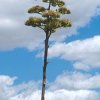 Agave_univitata_v_heterocantha_cicek